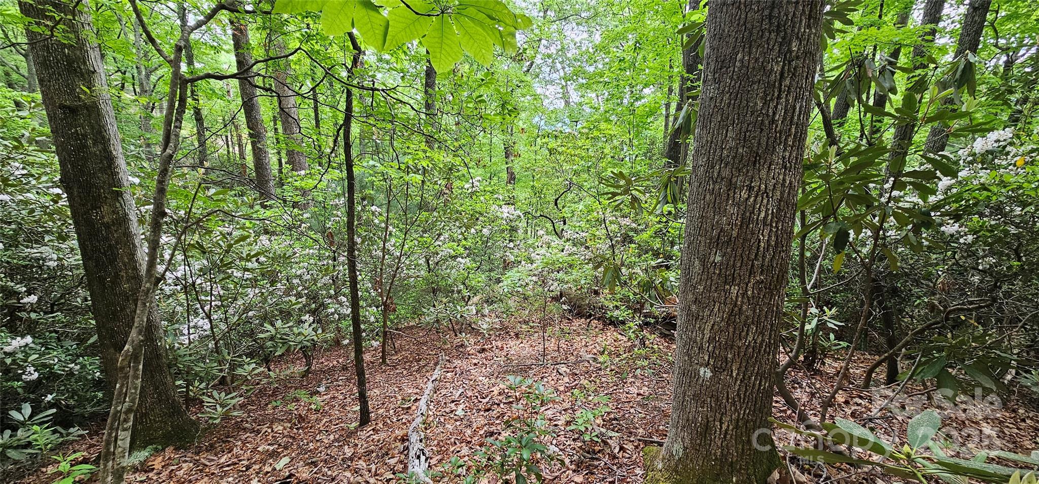 Tbd Ridge Cove Drive Marion NC 28752