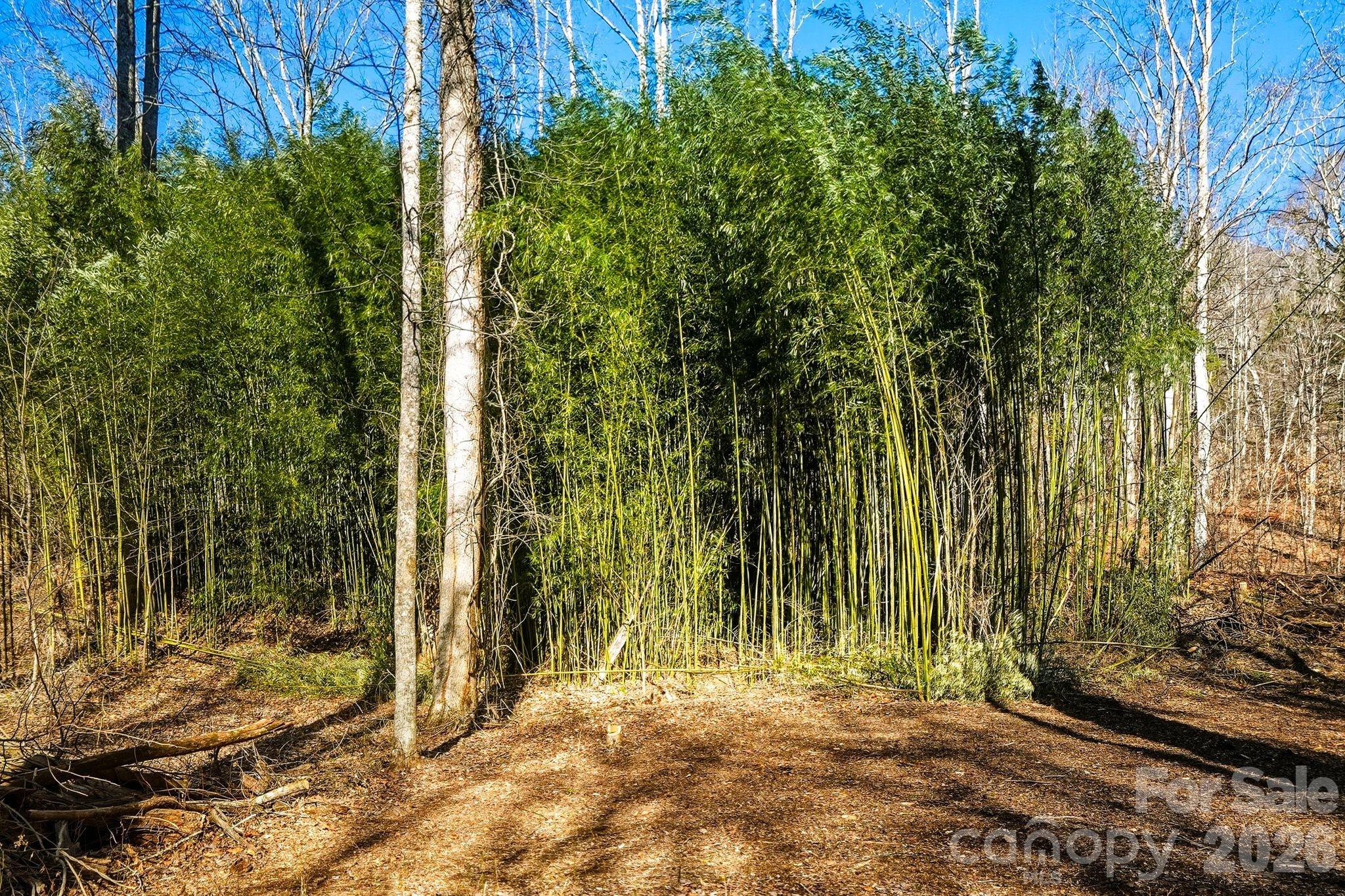 67 Bamboo Trail Candler NC 28715