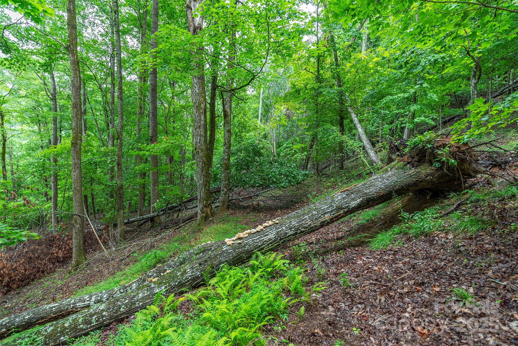 25 Hickory Springs Road Burnsville NC 28714