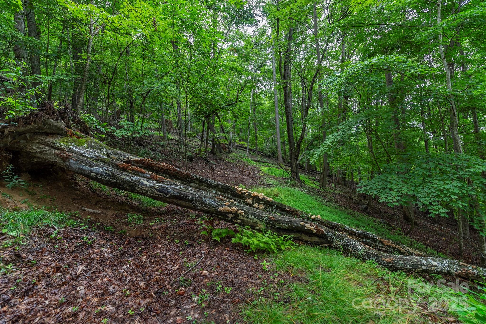 25 Hickory Springs Road Burnsville NC 28714