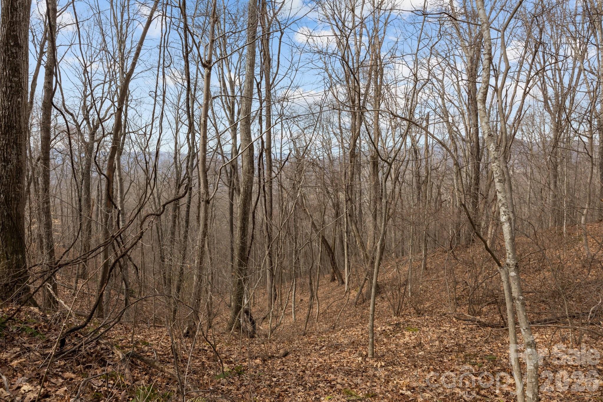 99999 Haynes Cove Clyde NC 28721