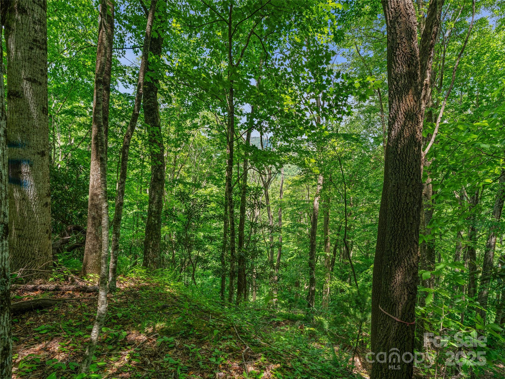 #1 Tbd Lotties Creek Road Burnsville NC 28714