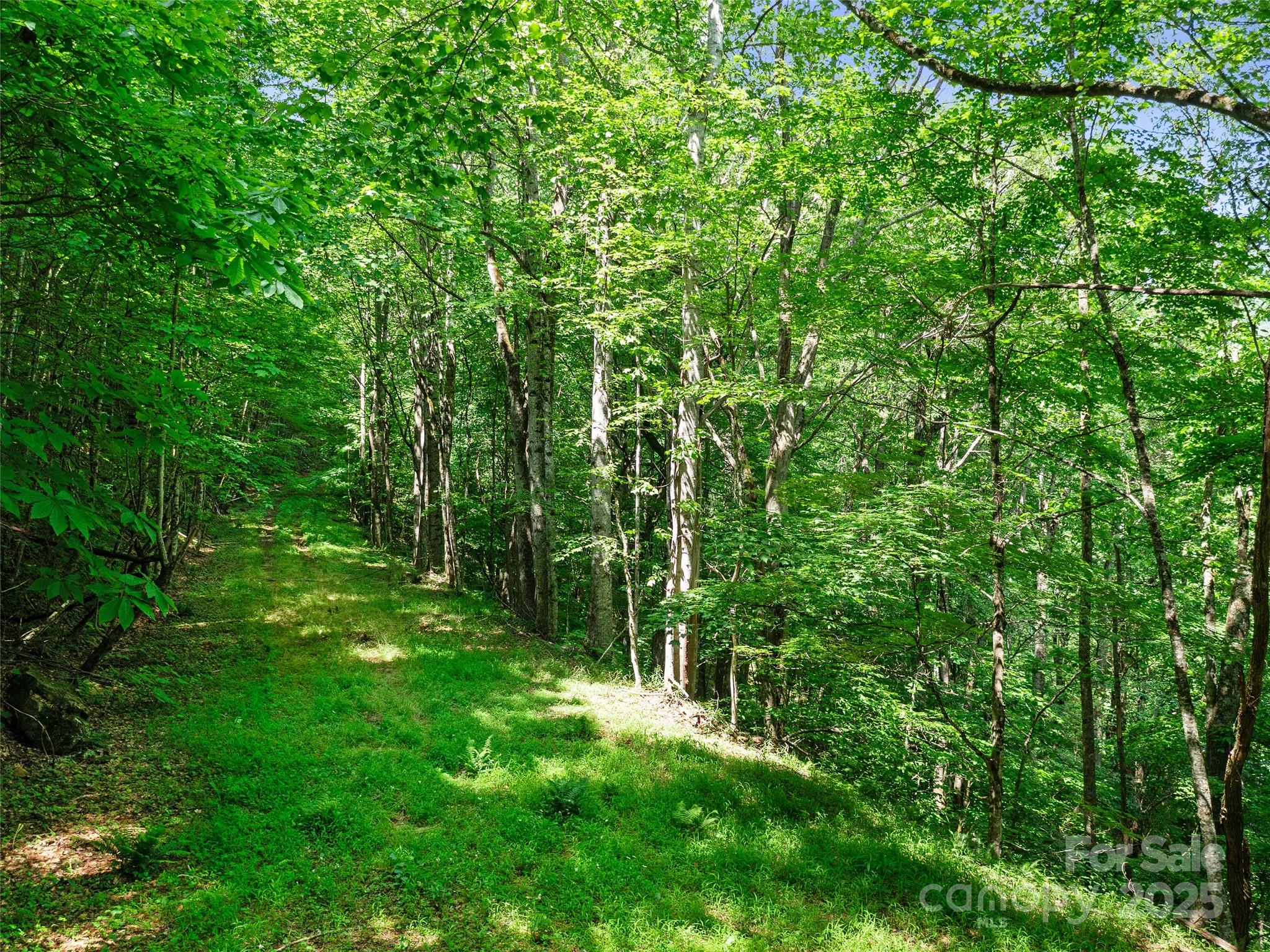 #1 Tbd Lotties Creek Road Burnsville NC 28714