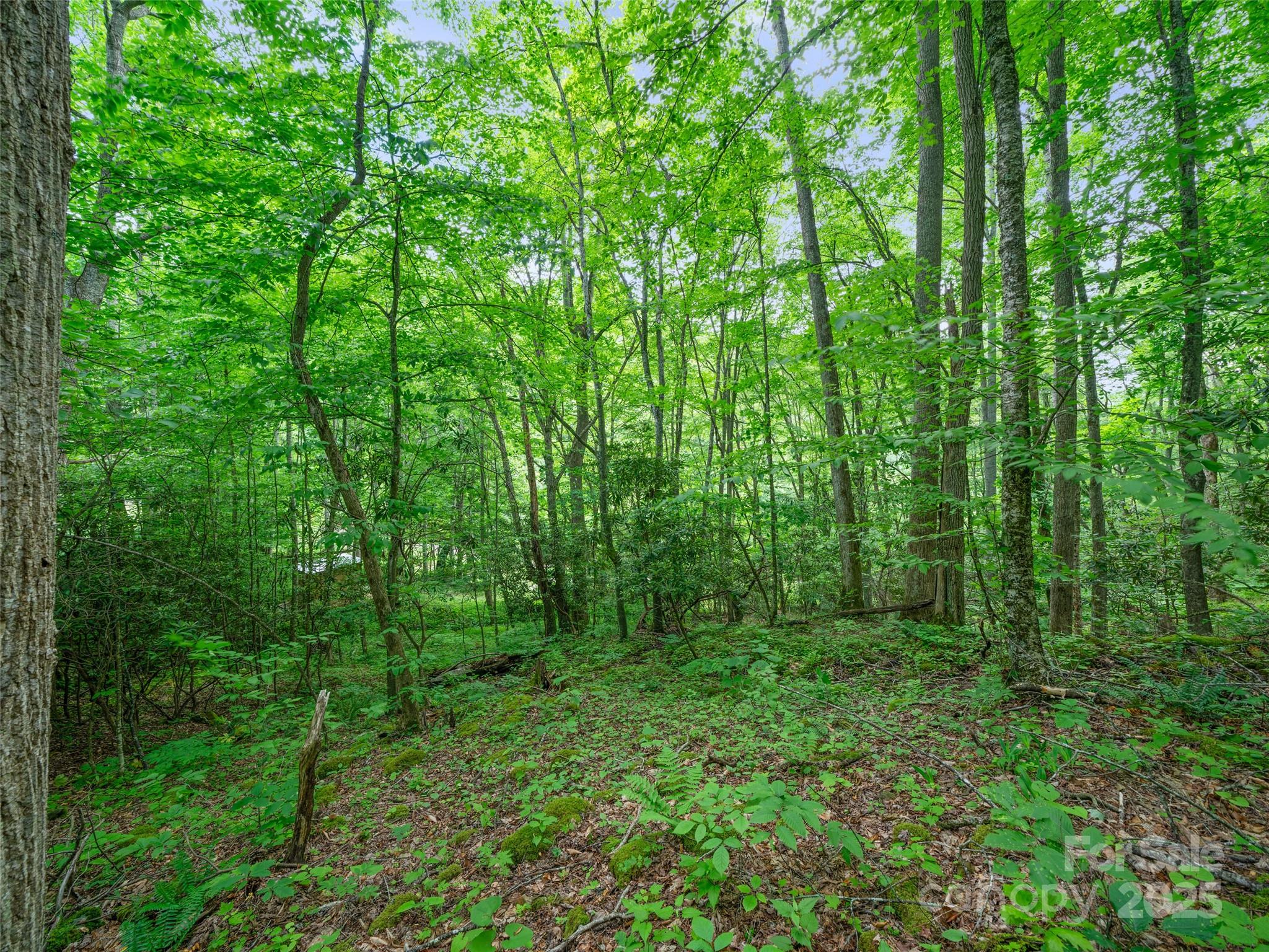 #1 Tbd Lotties Creek Road Burnsville NC 28714