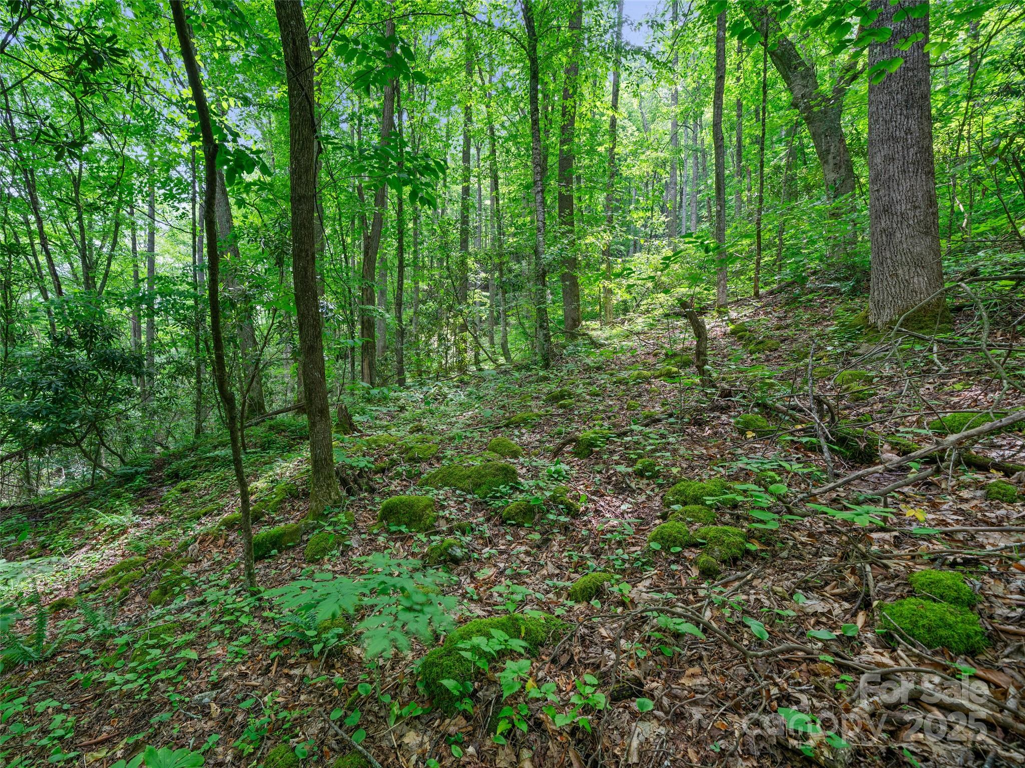 #1 Tbd Lotties Creek Road Burnsville NC 28714