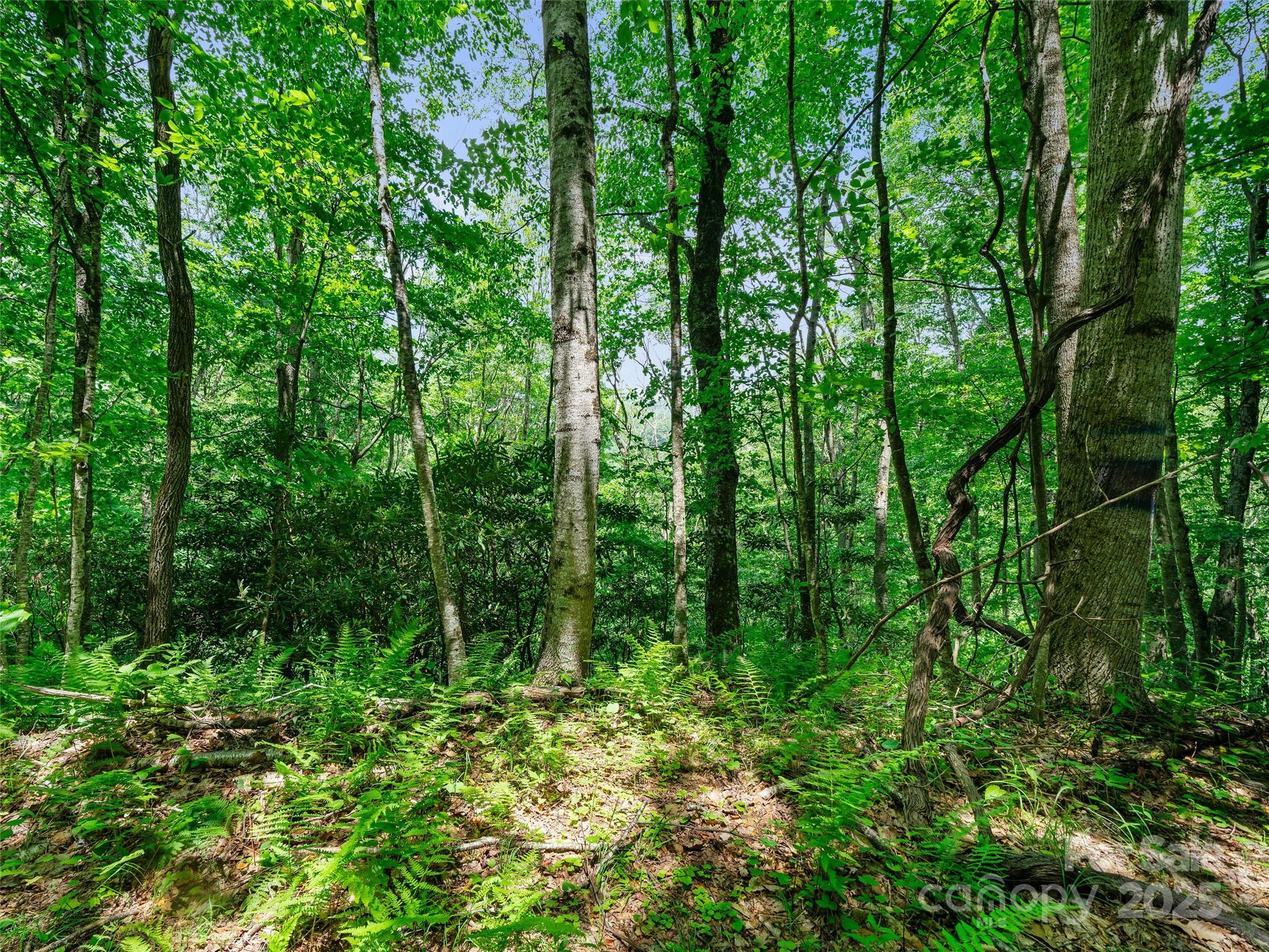 #1 Tbd Lotties Creek Road Burnsville NC 28714