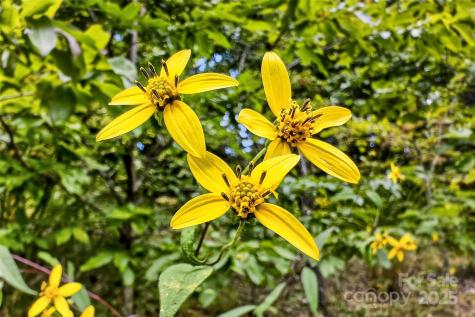 1696 Catawba Falls Parkway Black Mountain NC 28711