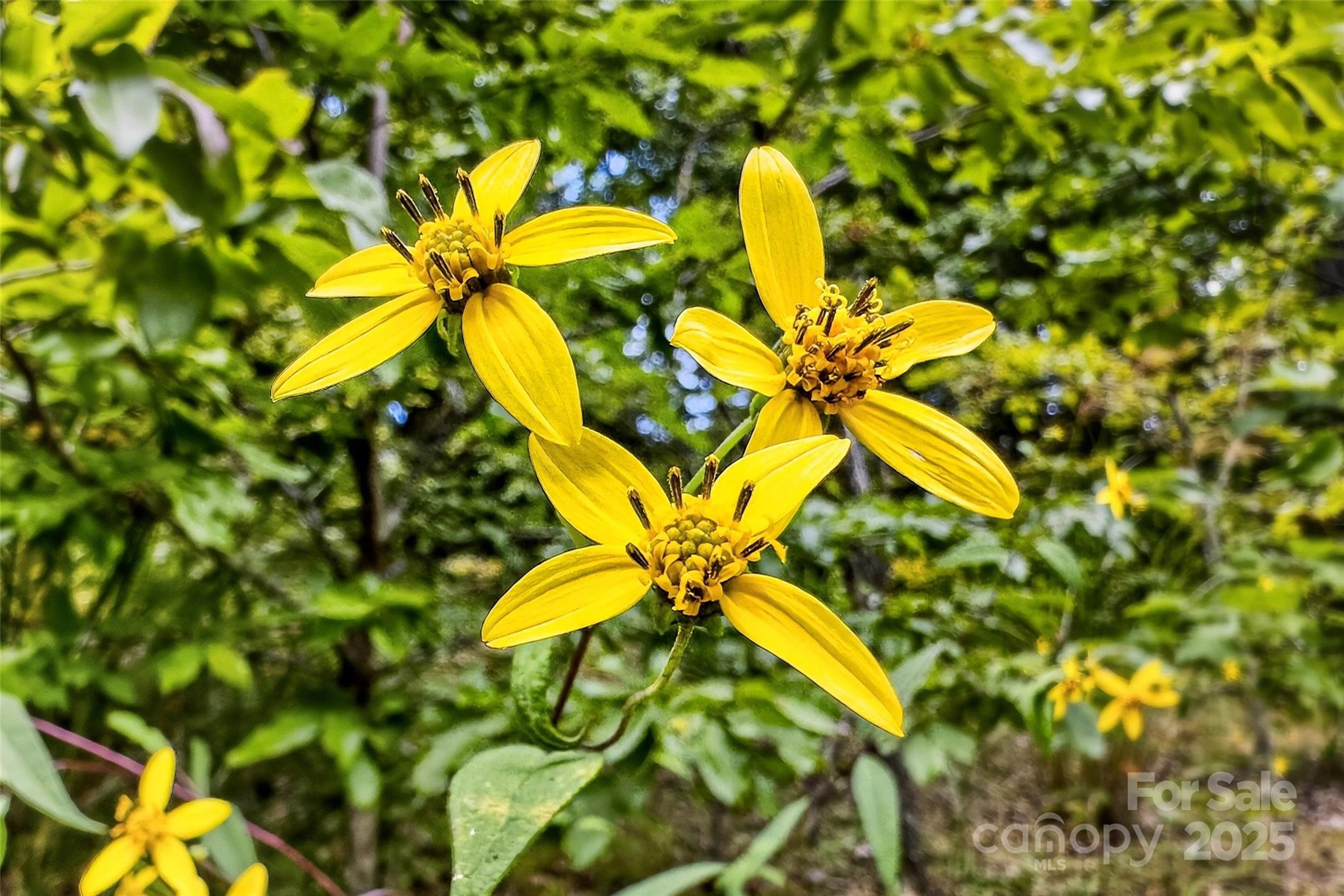 1696 Catawba Falls Parkway Black Mountain NC 28711