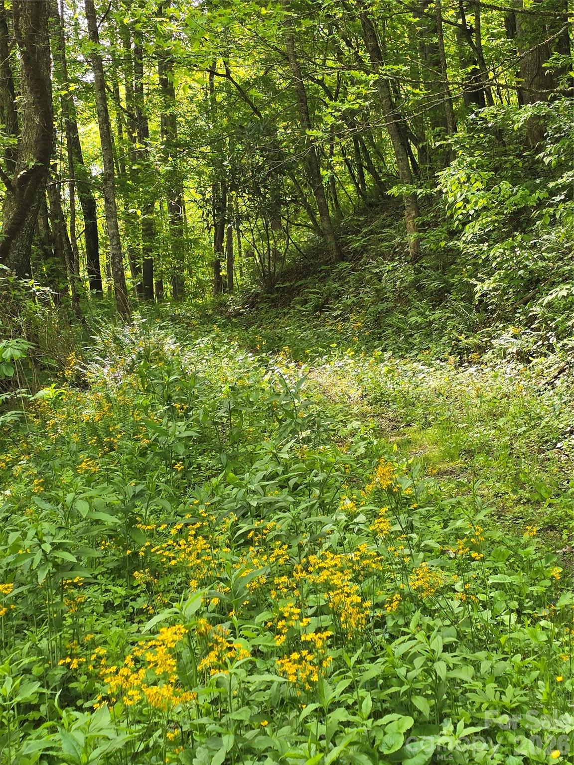 99999 Roaring Fork Road Mars Hill NC 28754