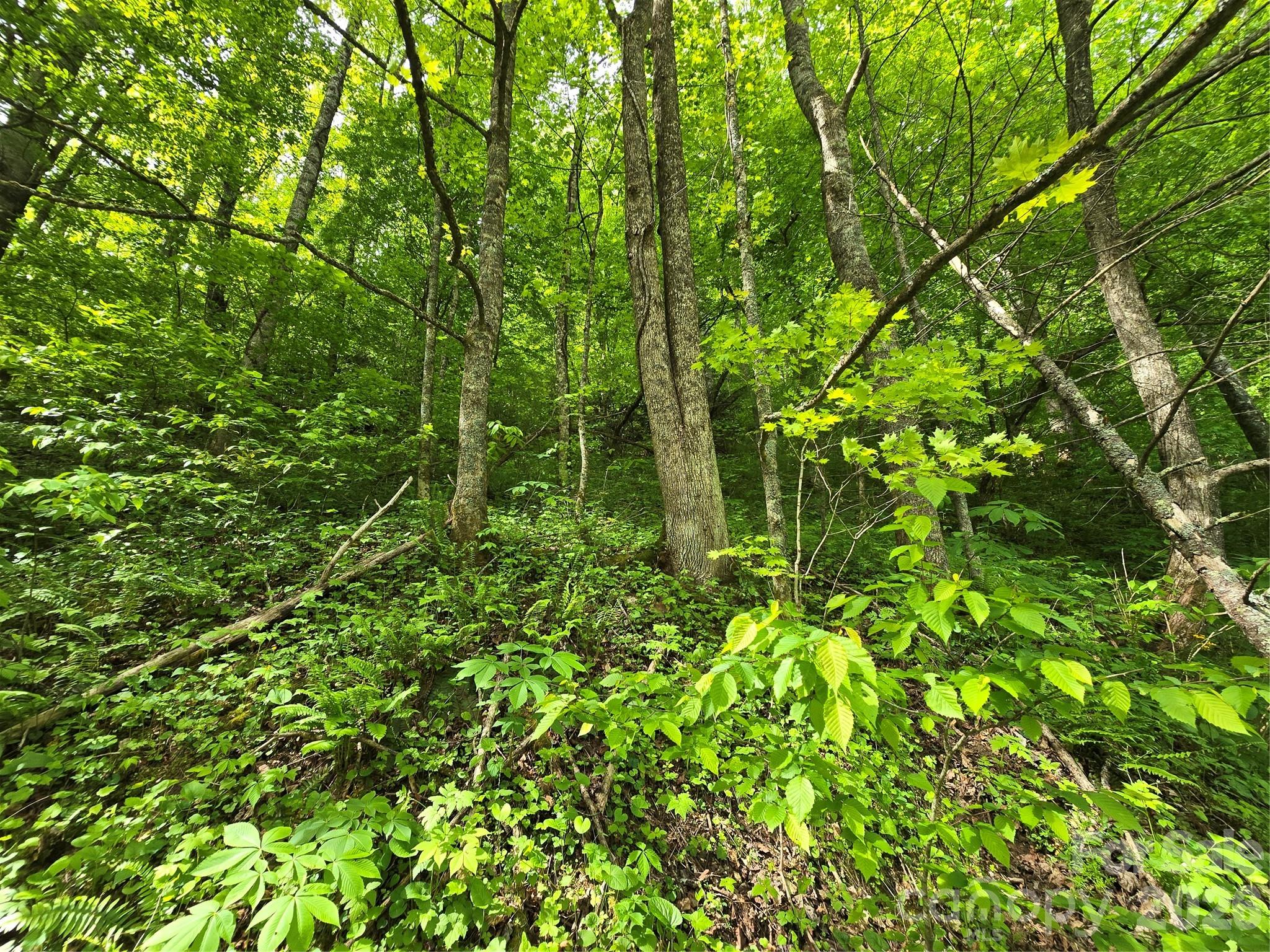 99999 Roaring Fork Road Mars Hill NC 28754