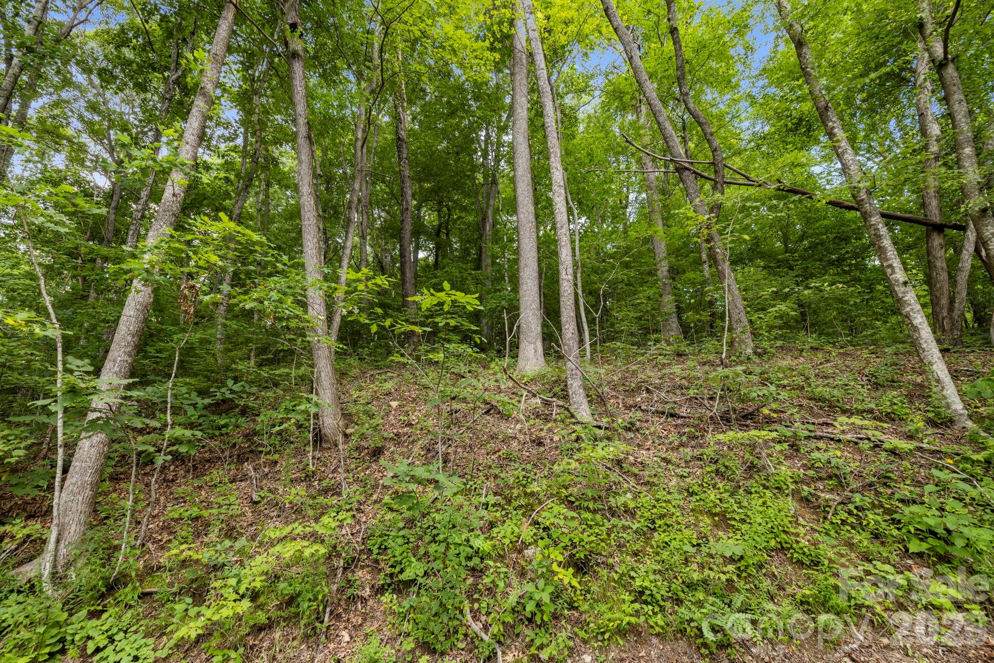99999 Little Pisgah Road Gerton NC 28735