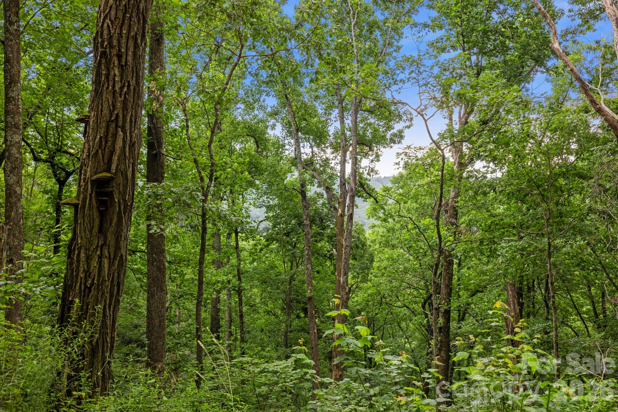 99999 Little Pisgah Road Gerton NC 28735