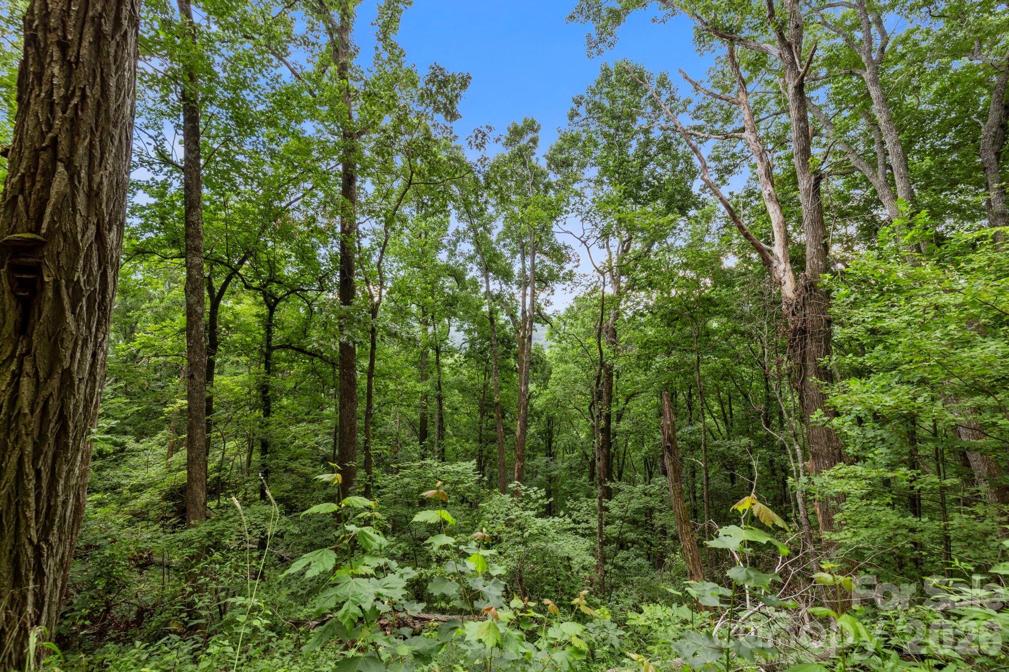 99999 Little Pisgah Road Gerton NC 28735