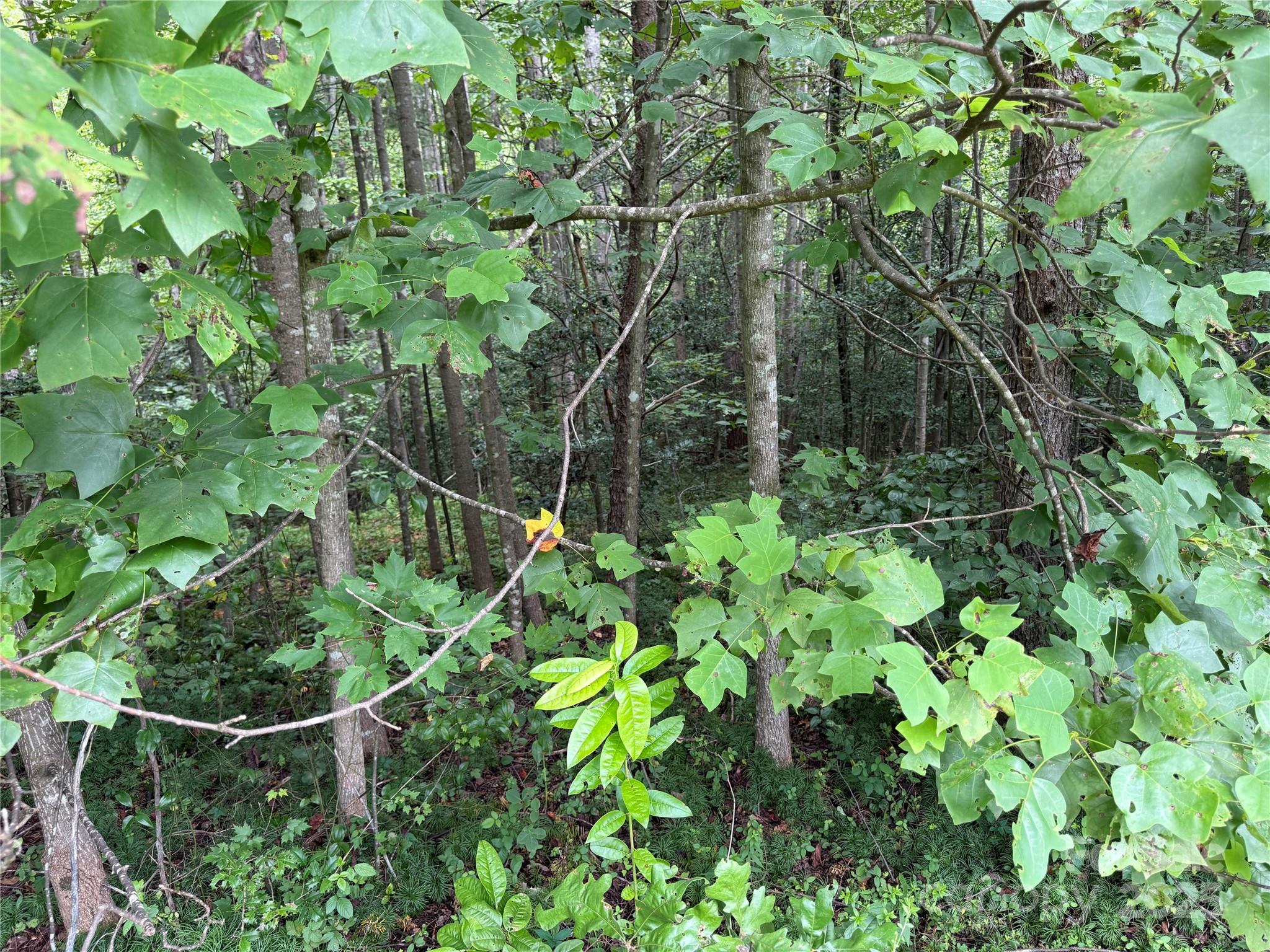 Lot 25 Zinzendorf Lane Moravian Falls NC 28654