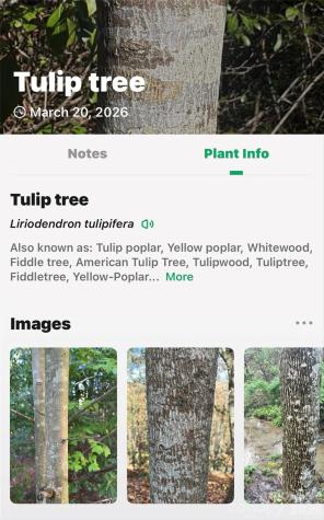 Tbd Red Bird Road Spruce Pine NC 28777