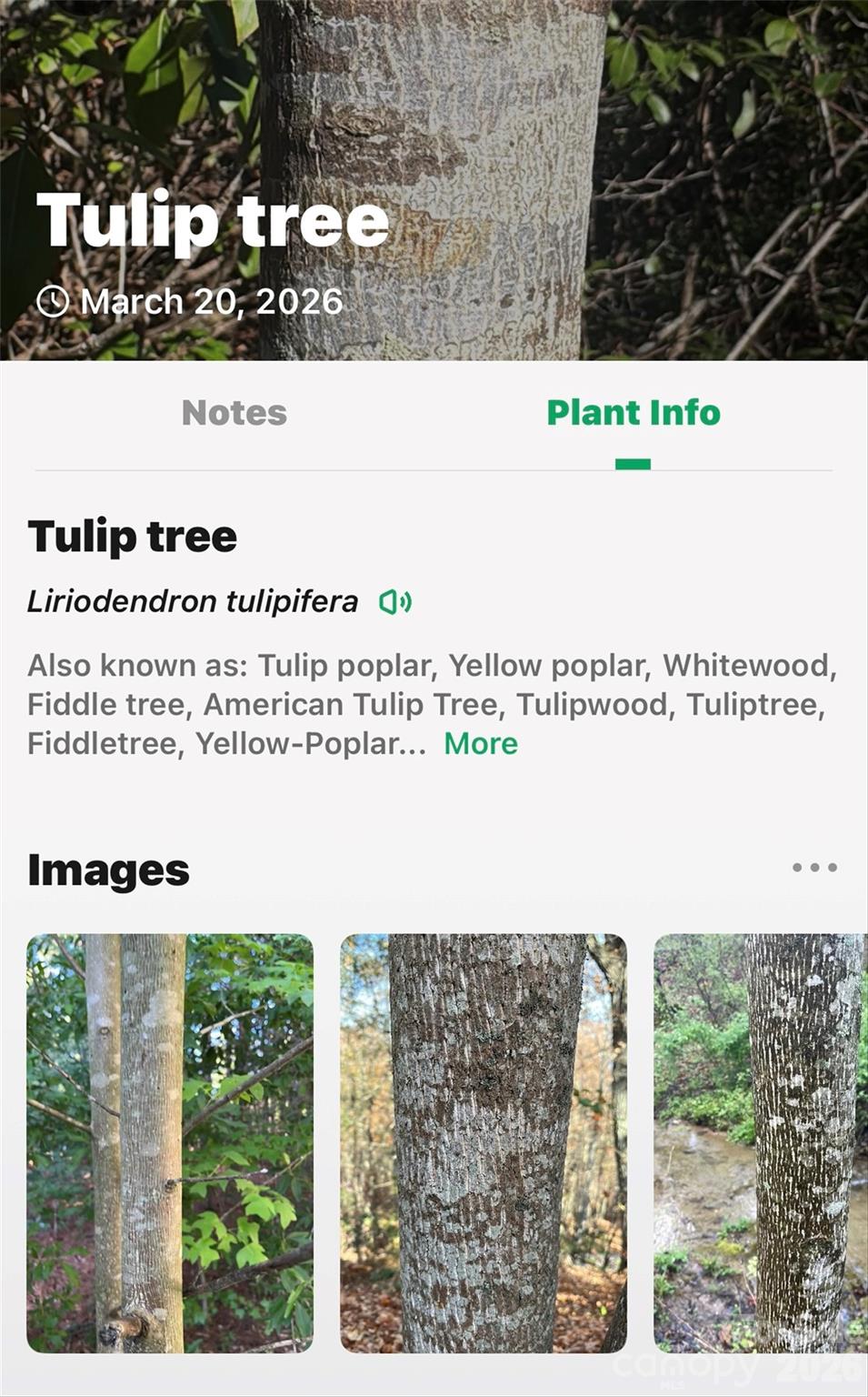 Tbd Red Bird Road Spruce Pine NC 28777