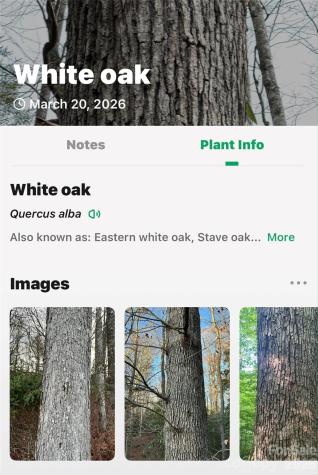 Tbd Red Bird Road Spruce Pine NC 28777
