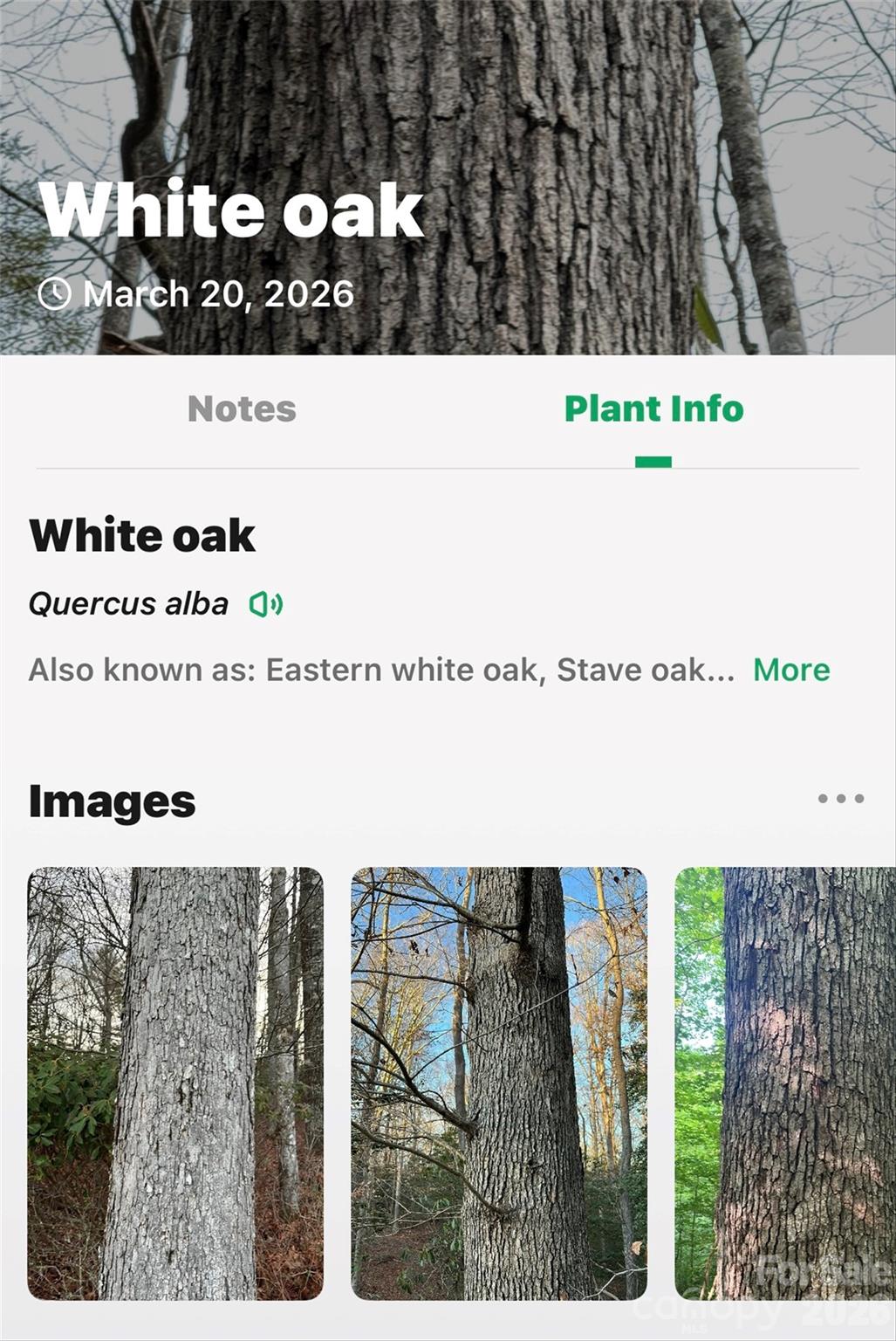 Tbd Red Bird Road Spruce Pine NC 28777