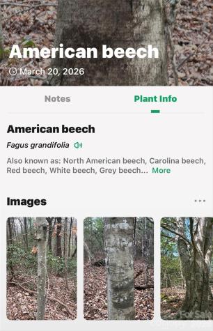 Tbd Red Bird Road Spruce Pine NC 28777