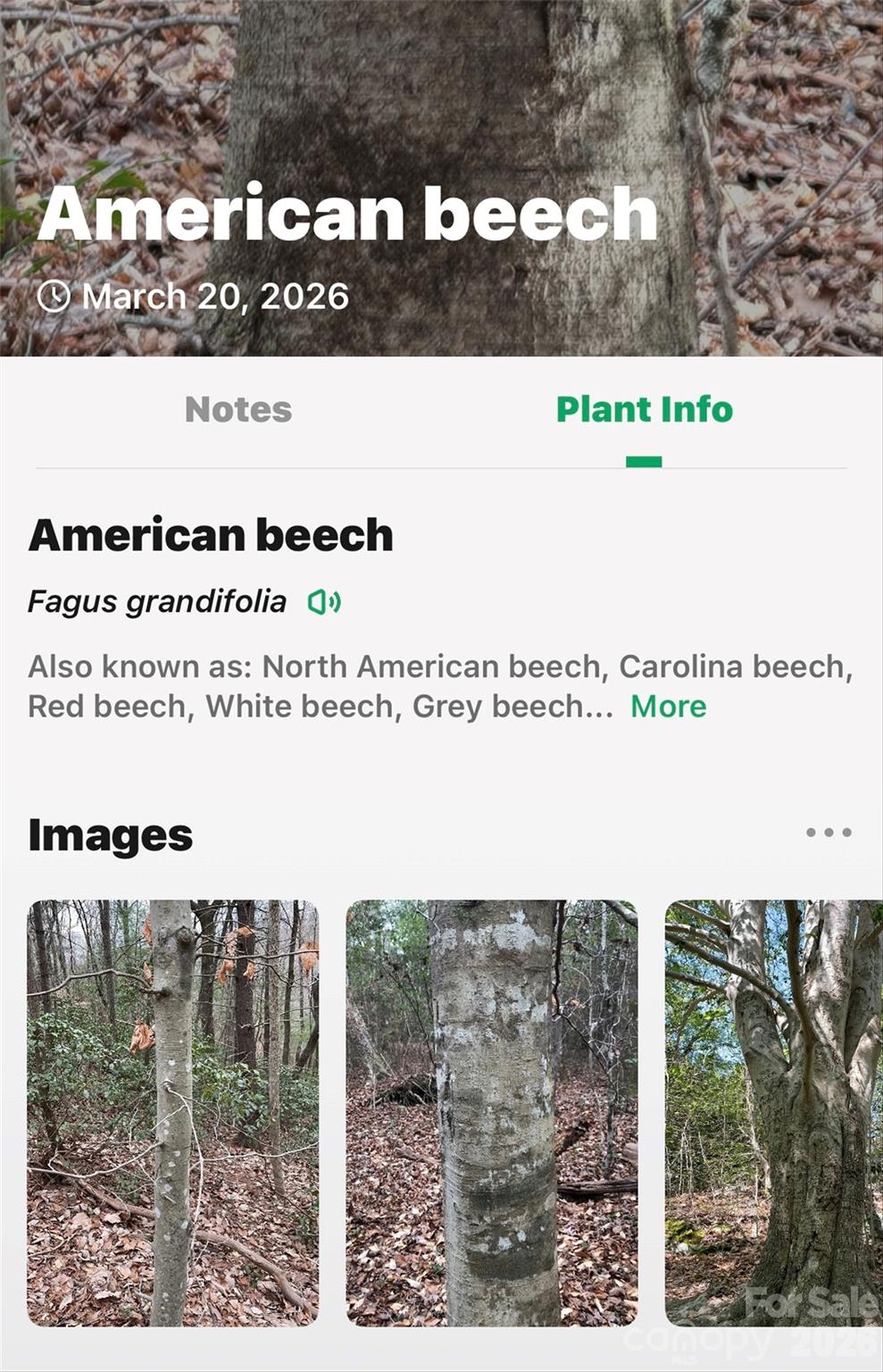 Tbd Red Bird Road Spruce Pine NC 28777