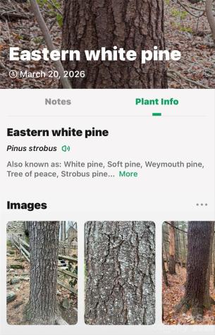 Tbd Red Bird Road Spruce Pine NC 28777