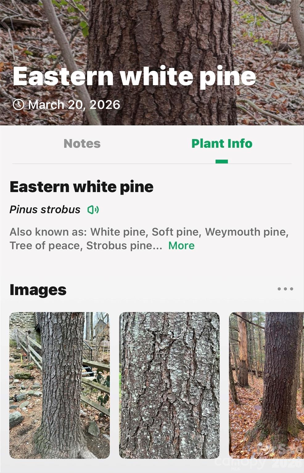 Tbd Red Bird Road Spruce Pine NC 28777