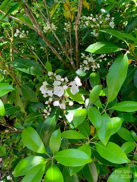 Lot 742 Rhododendron Drive Old Fort NC 28762