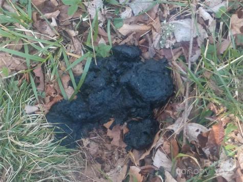 000 Big Laurel Road Waynesville NC 28785