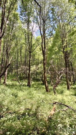 0000 Cold Mountain Road Highlands NC 28741