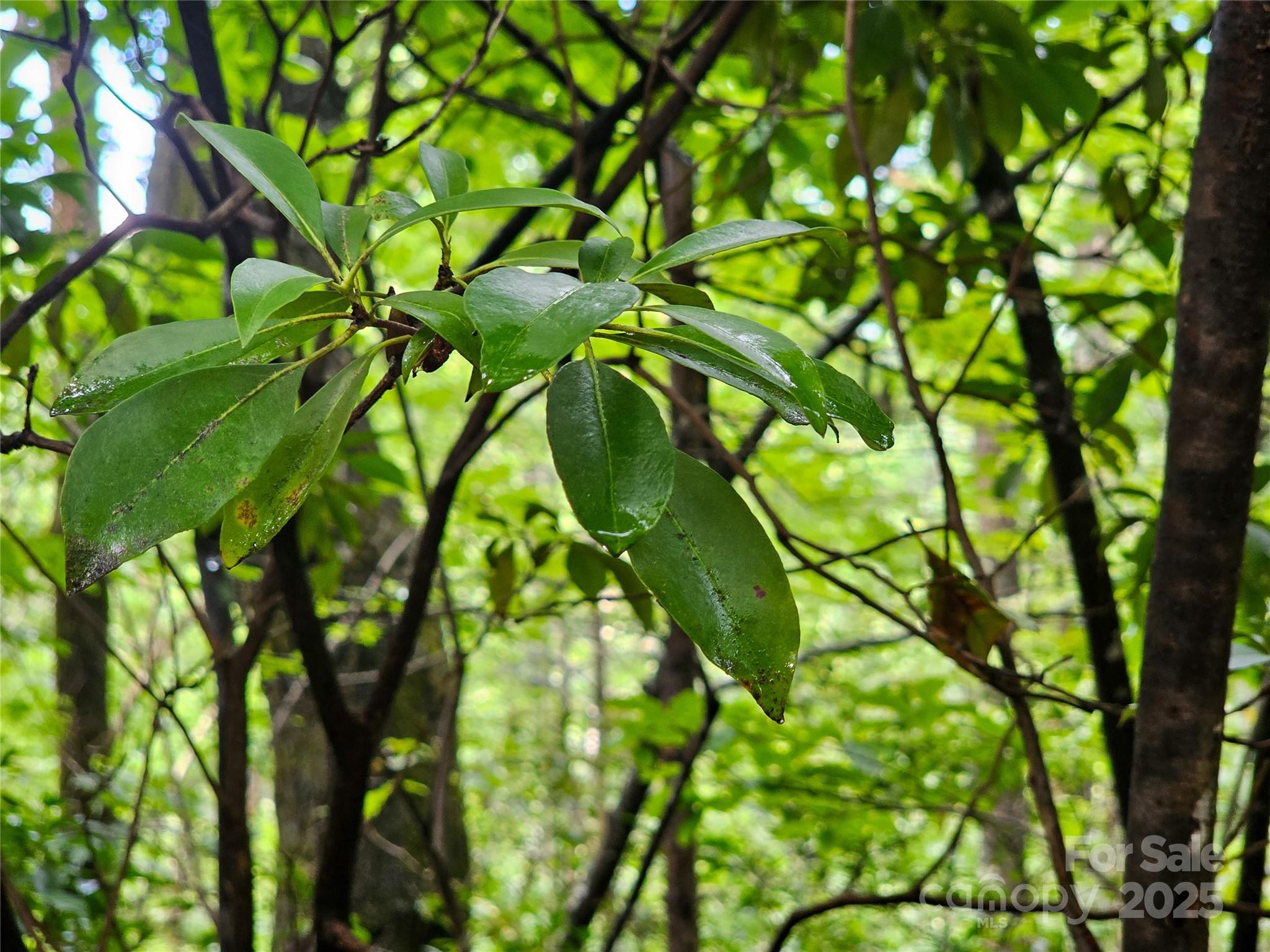 Tbd Rumbling Bald Road Lake Lure NC 28746