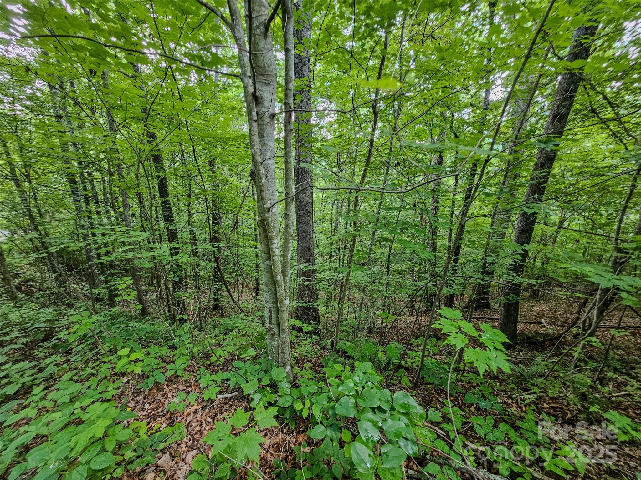 Tbd Rumbling Bald Road Lake Lure NC 28746