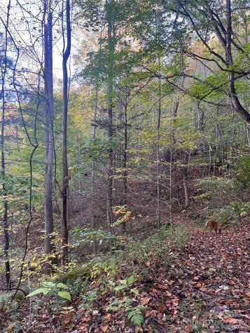 9999 Fox Town Road Hot Springs NC 28743
