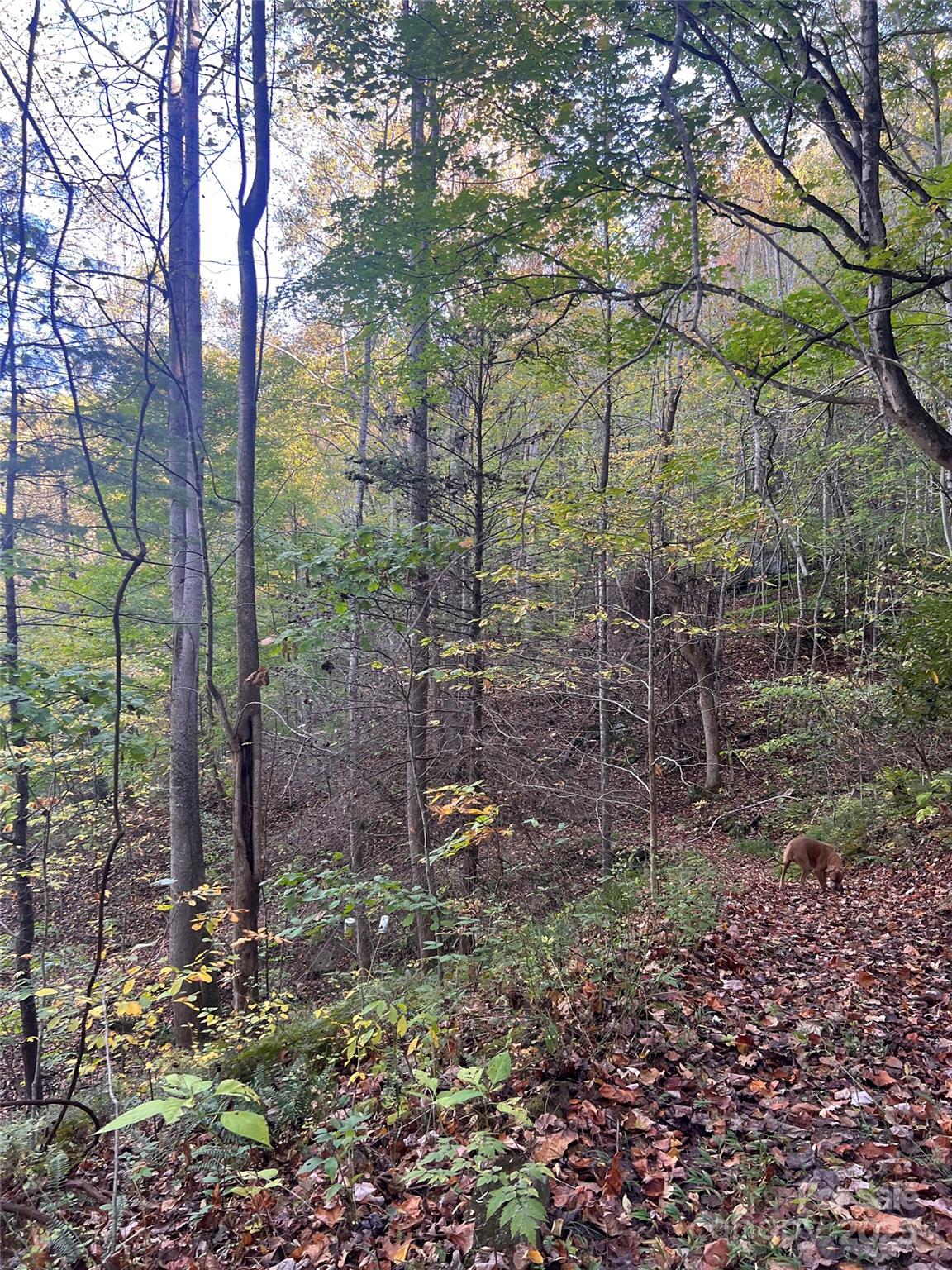 9999 Fox Town Road Hot Springs NC 28743