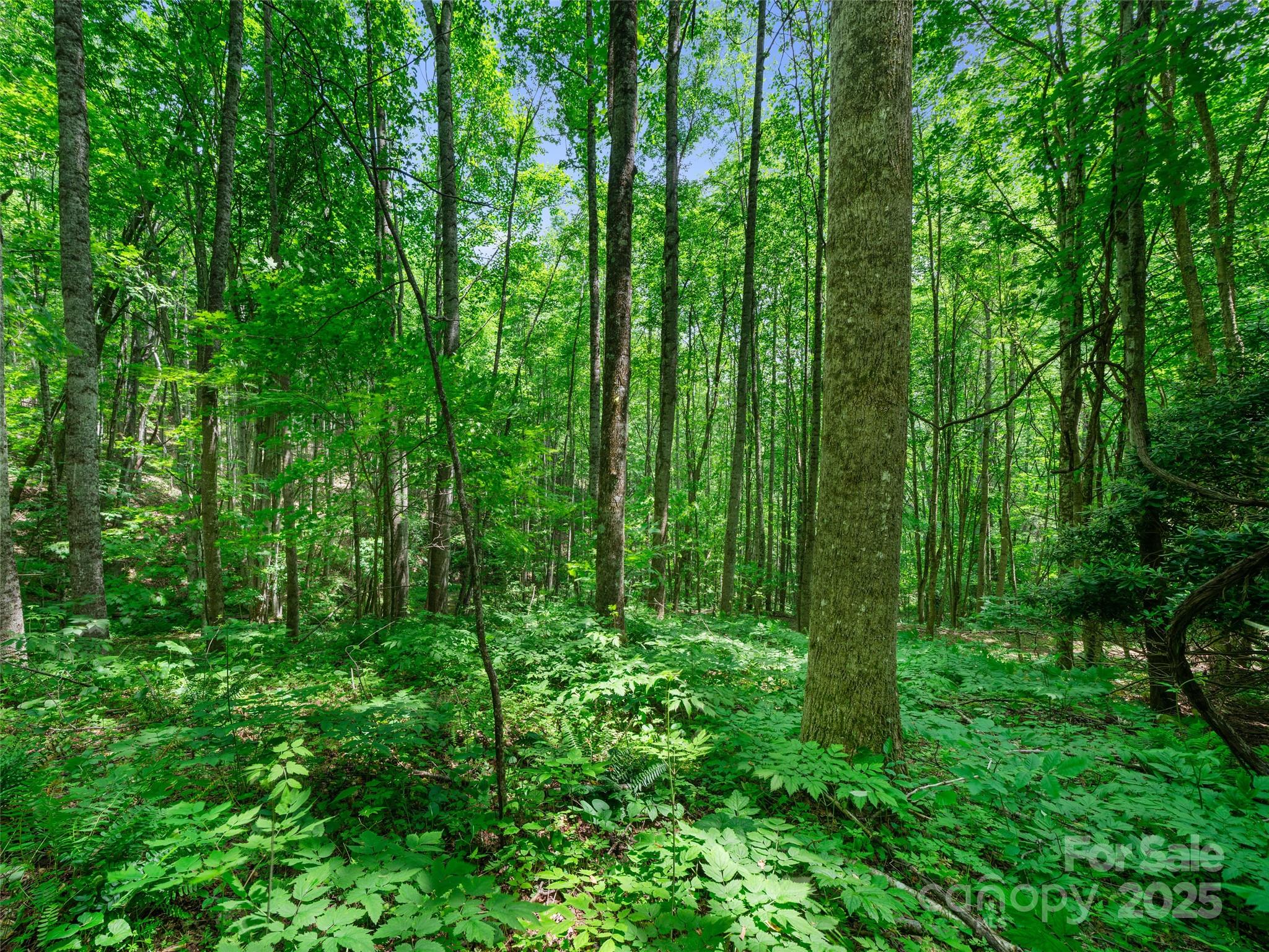 #2 Tbd Lotties Creek Road Burnsville NC 28714