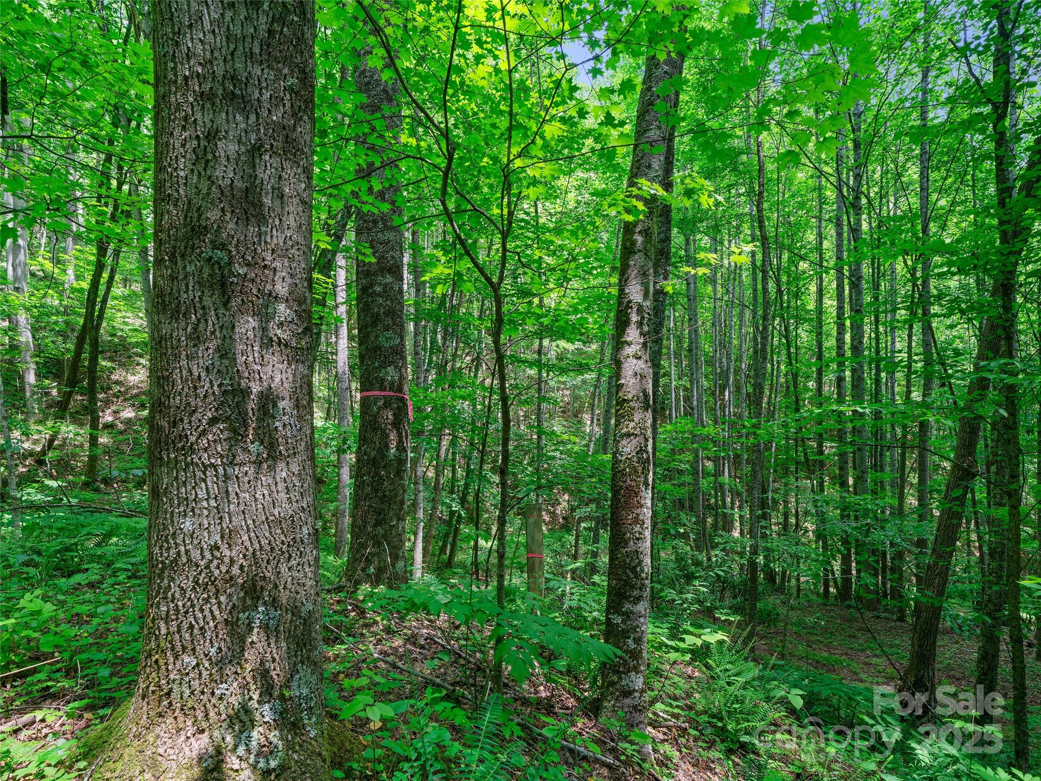 #2 Tbd Lotties Creek Road Burnsville NC 28714