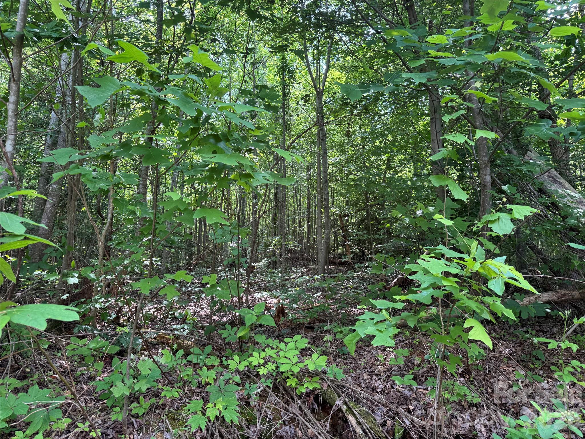 187 Hodges Creek Road Old Fort NC 28762