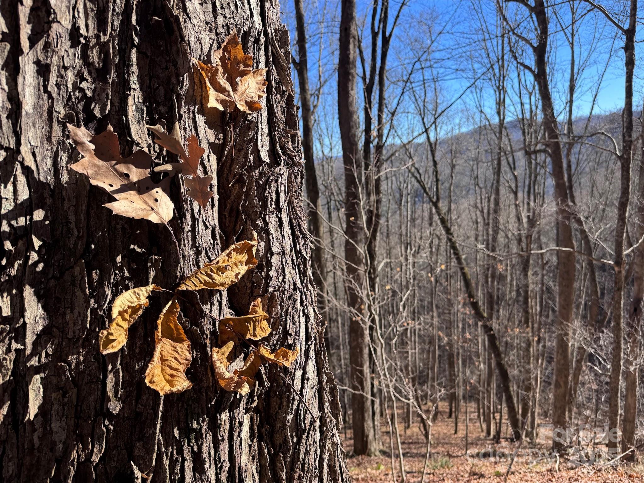 15 +/- Acres Riddle Branch Road Burnsville NC 28714