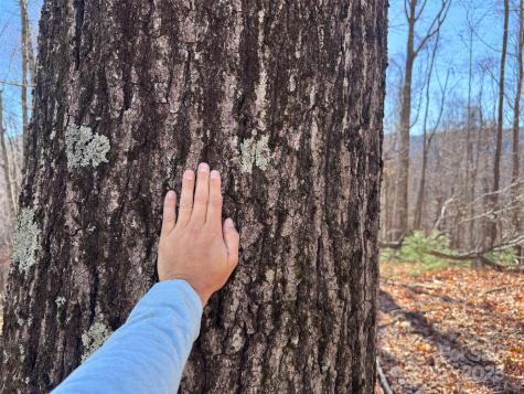 15 +/- Acres Riddle Branch Road Burnsville NC 28714