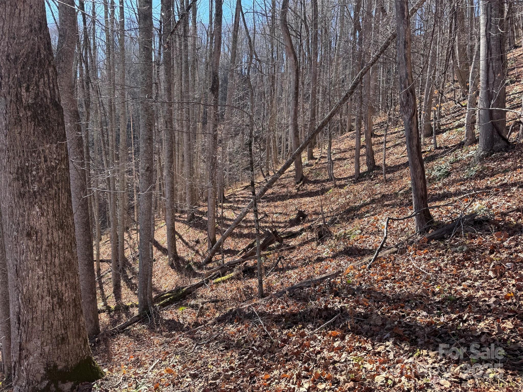 15 +/- Acres Riddle Branch Road Burnsville NC 28714