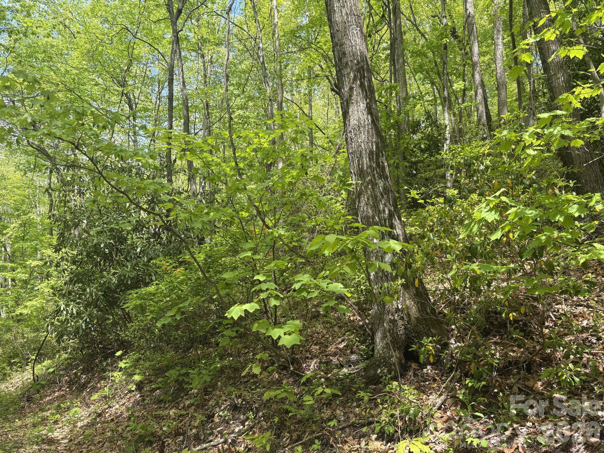 999999 Harwood Road Barnardsville NC 28709