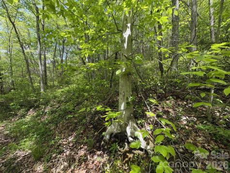 999999 Harwood Road Barnardsville NC 28709