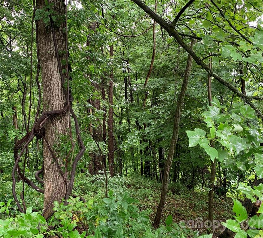 375 Buck Drive Hot Springs NC 28743