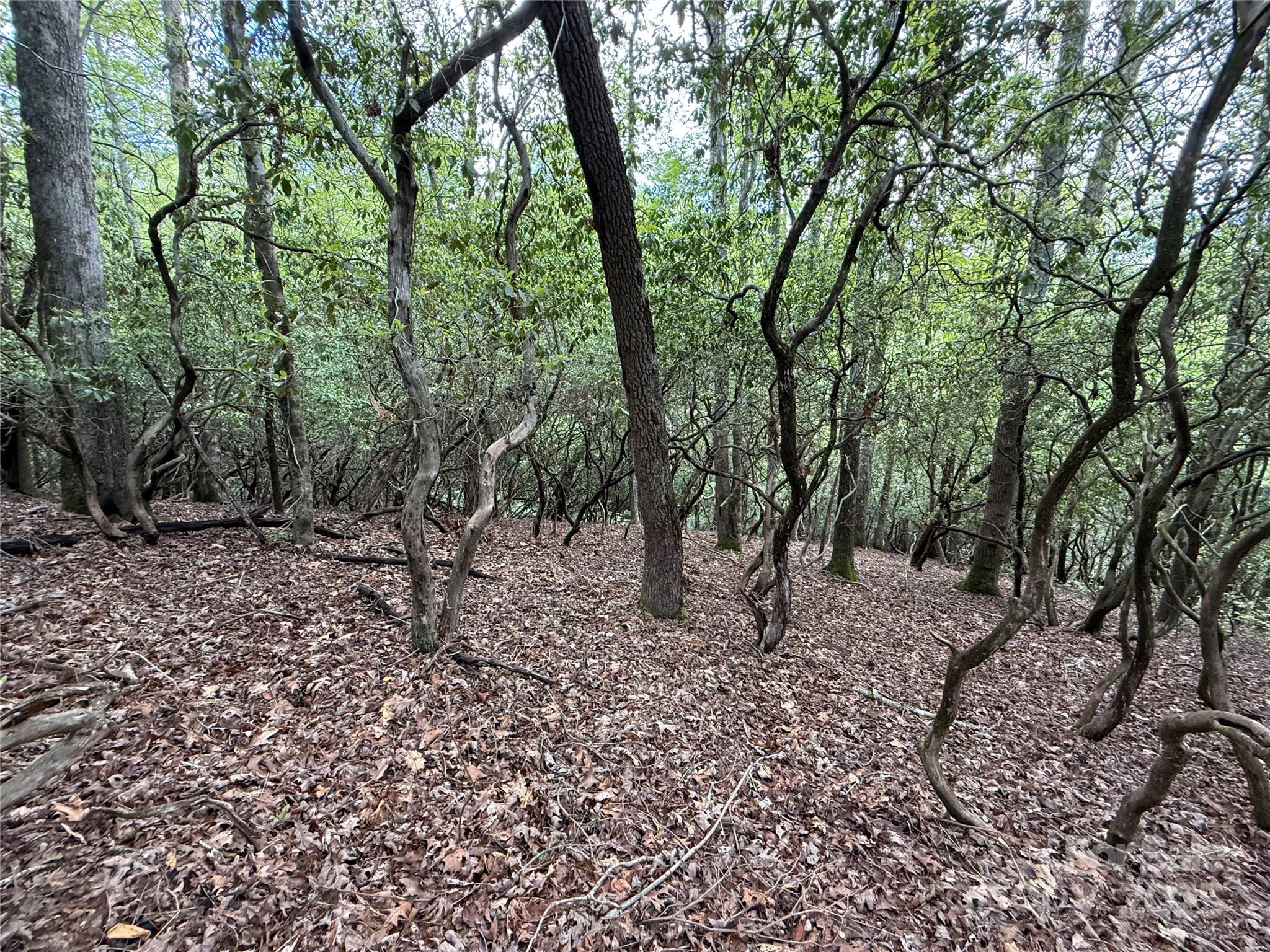 Tbd Tellico Trail Brevard NC 28712