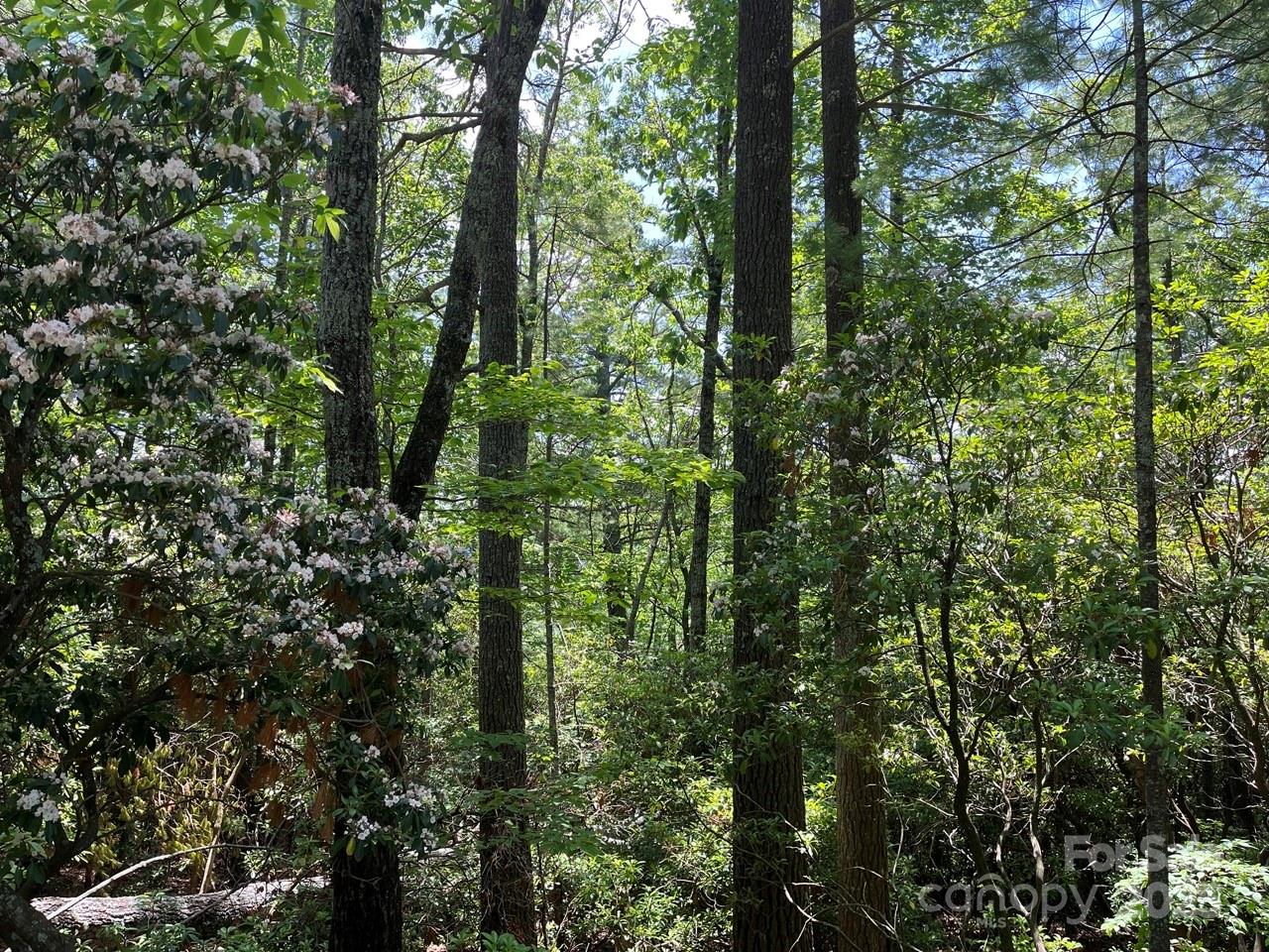 0000 Humpback Mountain Road Spruce Pine NC 28777