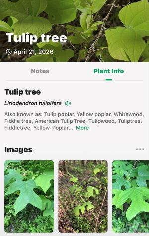 131-133 Mckenzie Way N Old Fort NC 28762