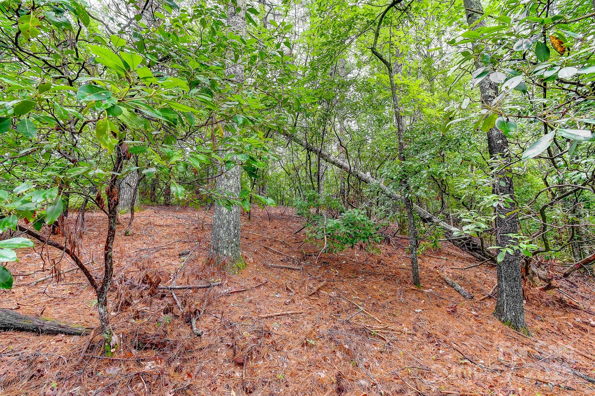 99999 Thunder Road Brevard NC 28712