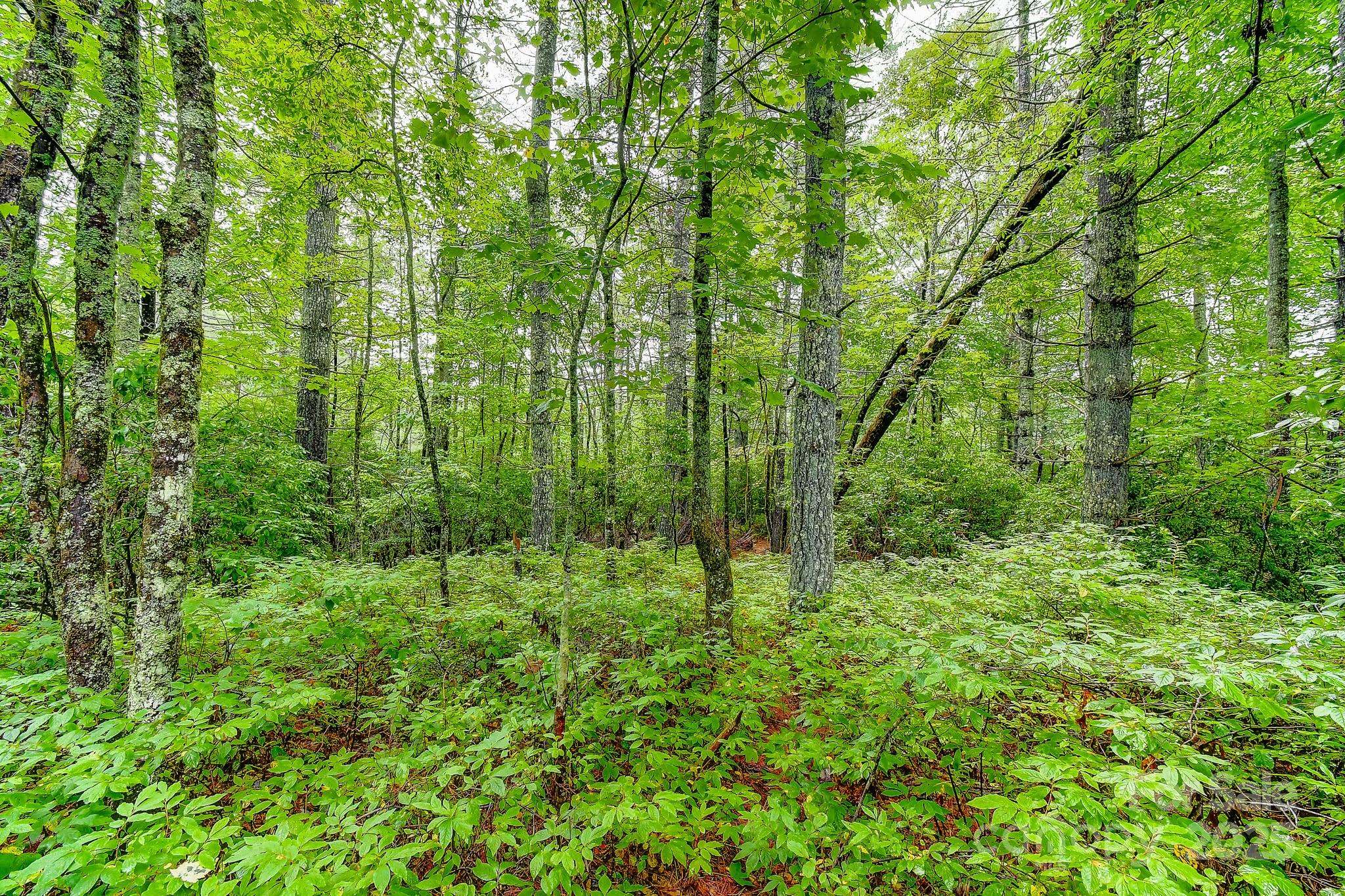 99999 Thunder Road Brevard NC 28712