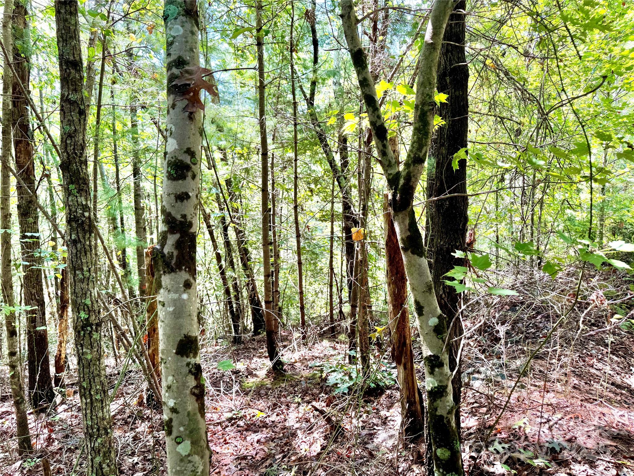 3.31 Acres, Lot 37 Poplar Bluff Drive SE Lenoir NC 28645