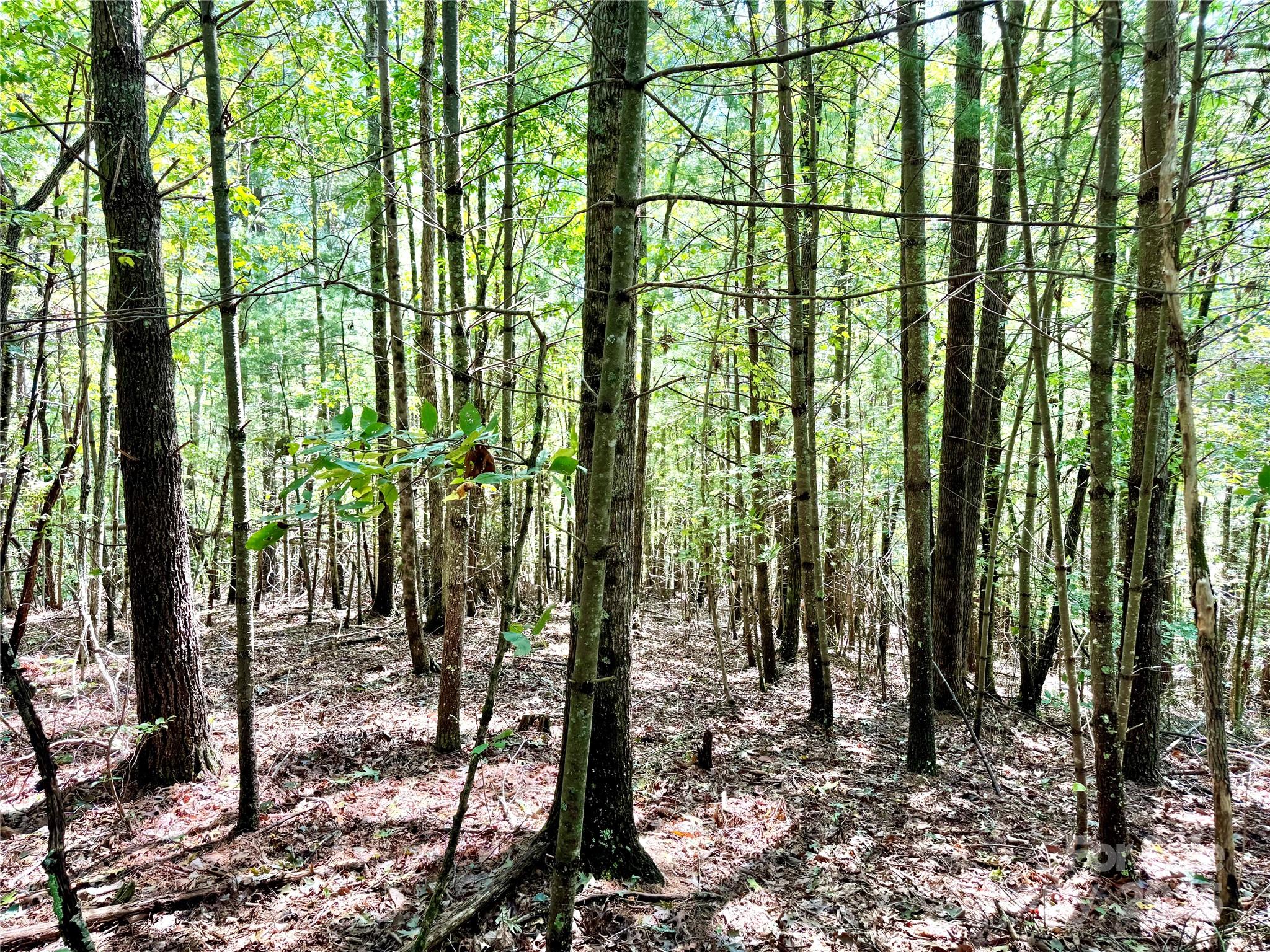 3.31 Acres, Lot 37 Poplar Bluff Drive SE Lenoir NC 28645