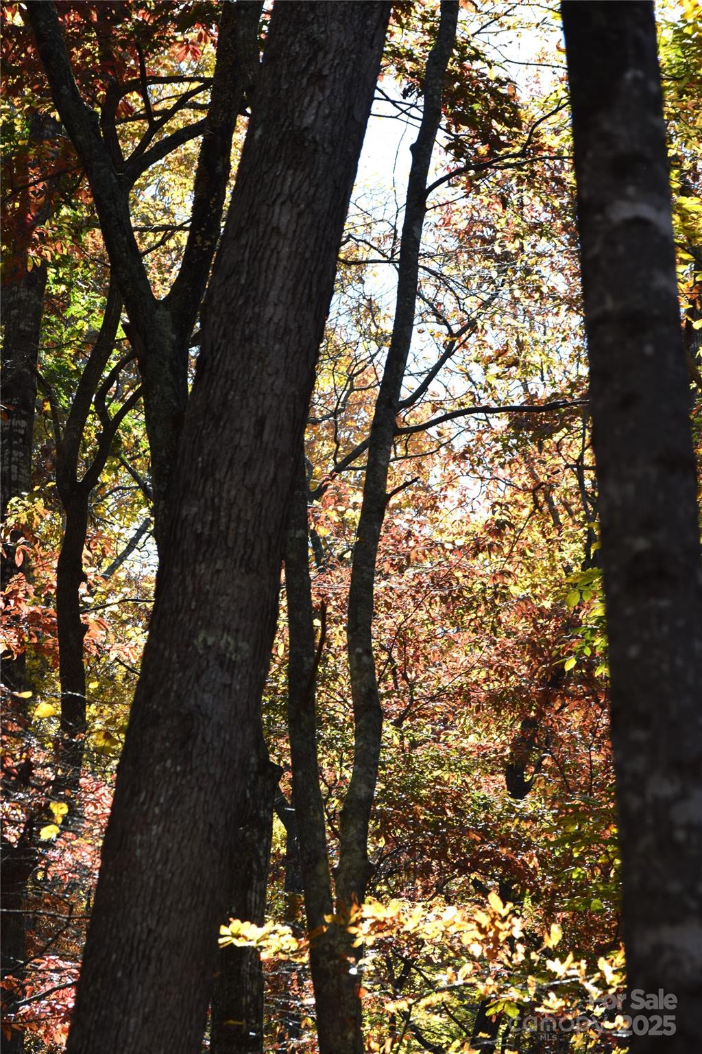 Tbd Clear Creek Road Burnsville NC 28714